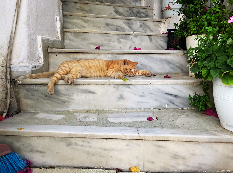 cat sleeping on stairs