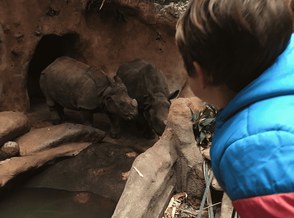 rhinoceros in their indoor enclosure at Blijdorp Zoo Rotterdam 