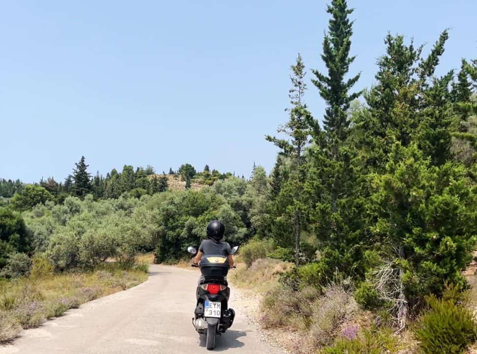 olive and pine trees along the road to gialos beach