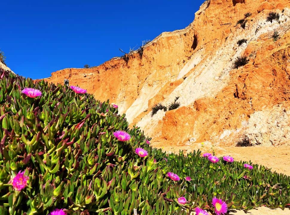 red cliffs, pink flowers and blue sky at Praia da Falésia
