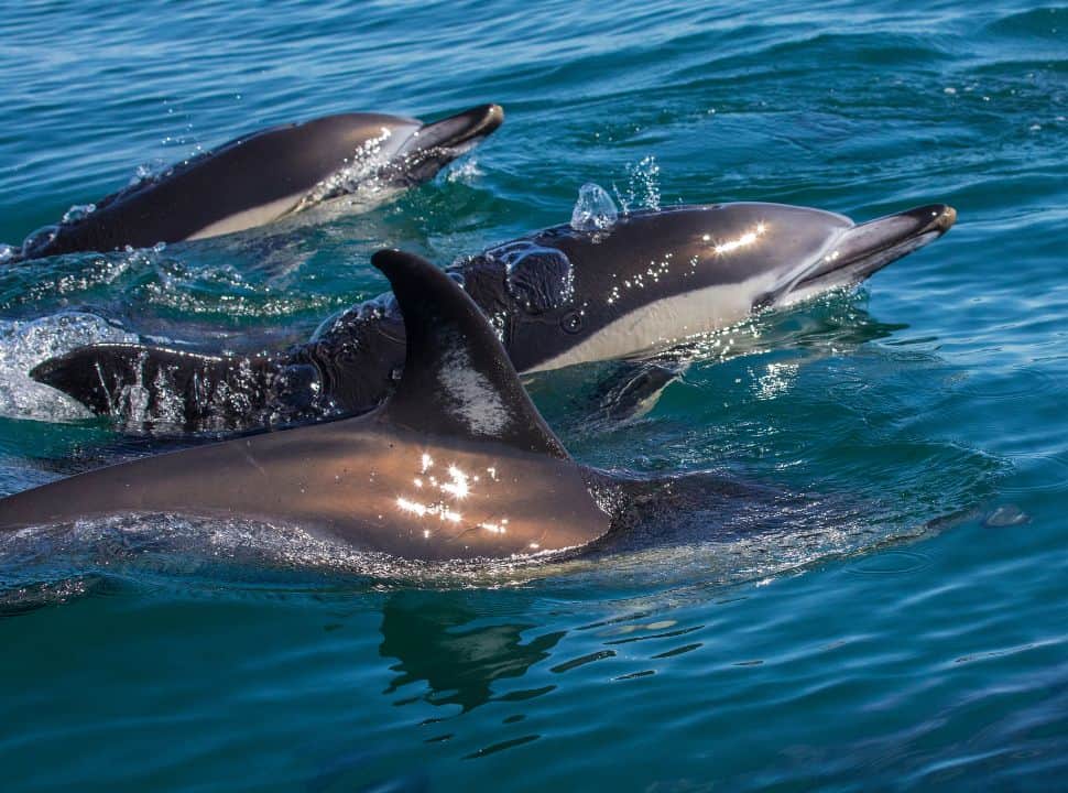 dolphins swimming along algarve coast