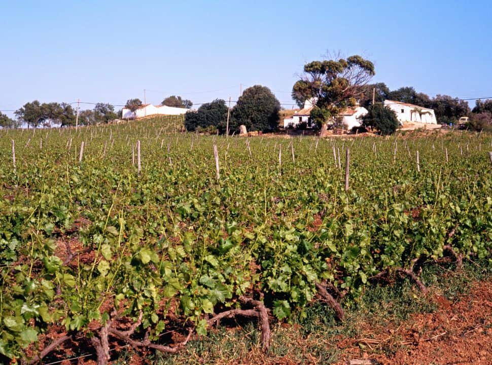 vineyard and estate in lagoa area algarve