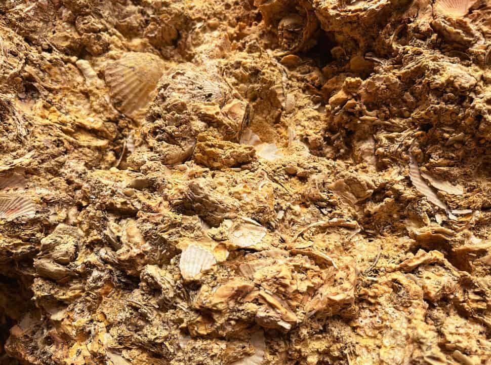 sea fossils in the cliff walls of the algarve coastline