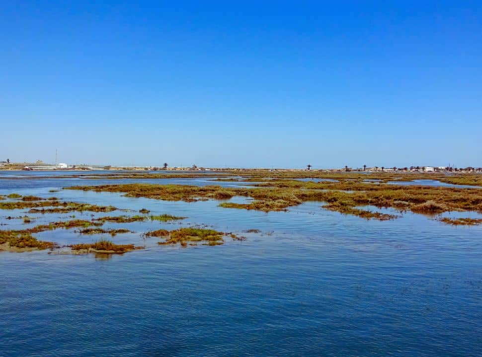 wetlands landscape at the Ria Formosa Natural Park