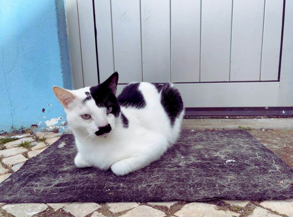 black and white cate in ferragudo Portugal sitting on doormat