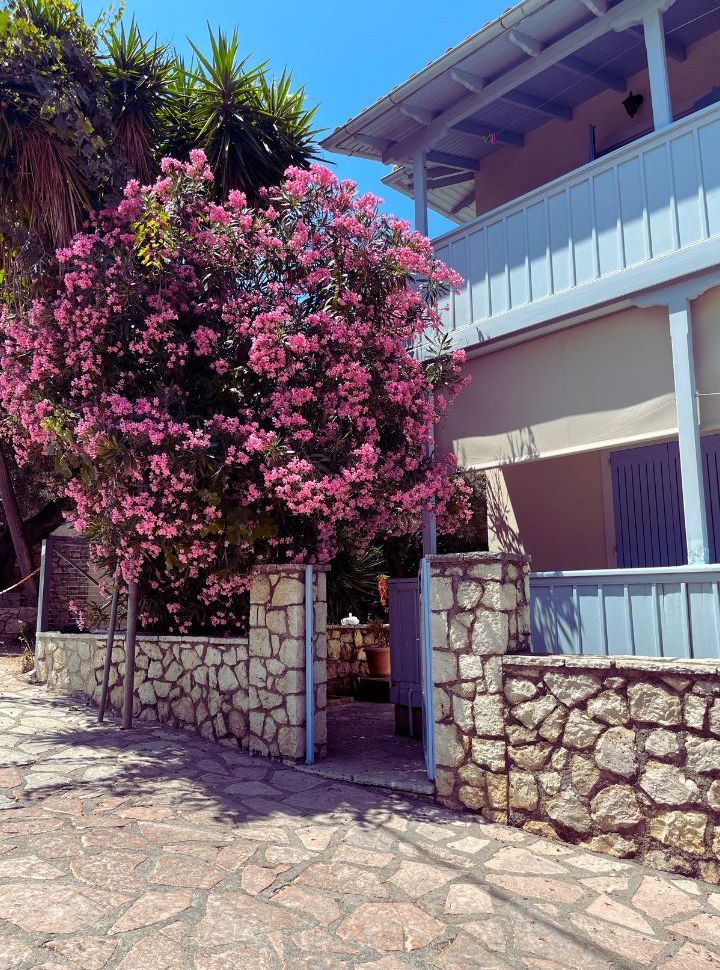 two storey accommodation with wooden blue painted balconies and a stunning pink flower tree at the gate