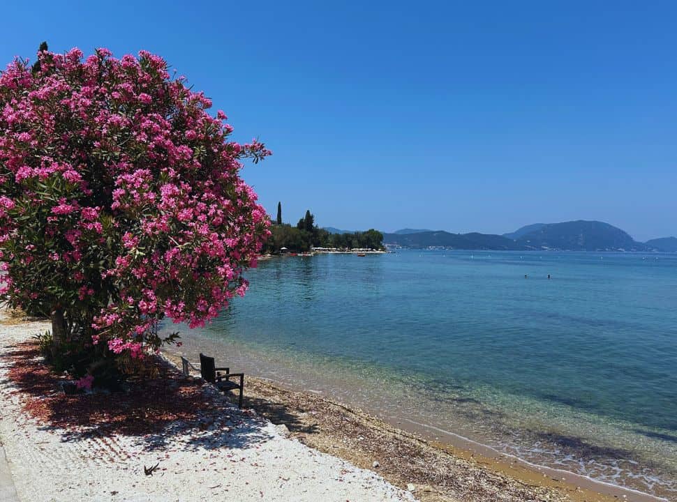 chair under the shade of a beautiful tree with pink flowers located along a small beach with crystal clear blue water. 