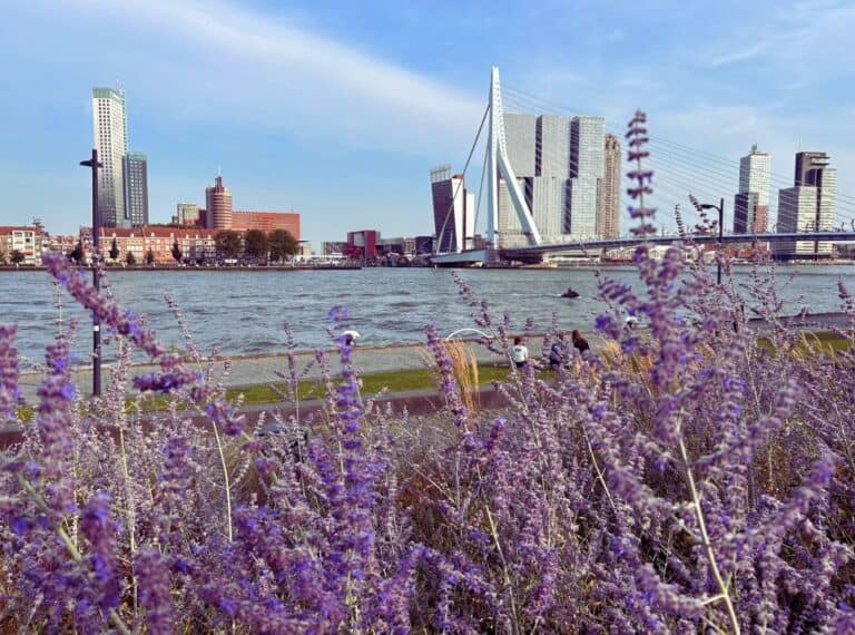 view of the big river maas with the erasmus bridge and tall buildings with lavender flowers in front