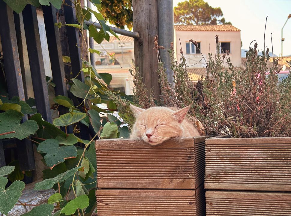 cat sleeping between the plants in corfu island greece