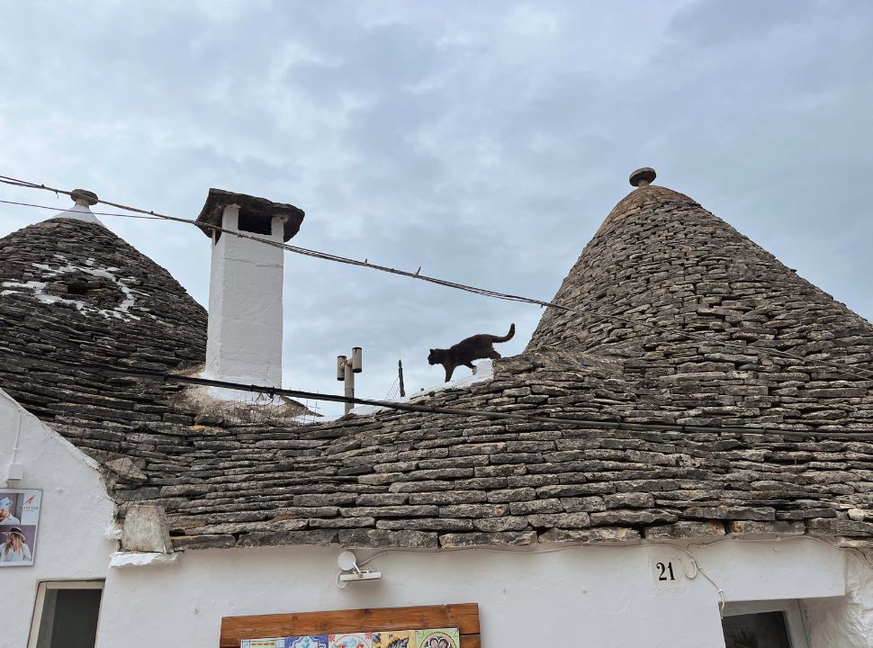 cat walking over the rooftops of the trulli houses in Alberobello puglia