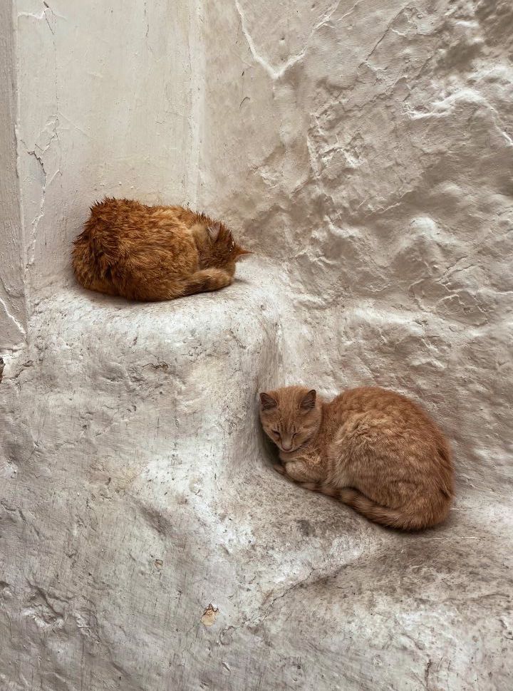 two tabby cats with wet fur sleeping in the drizzly rain in Ostuni puglia