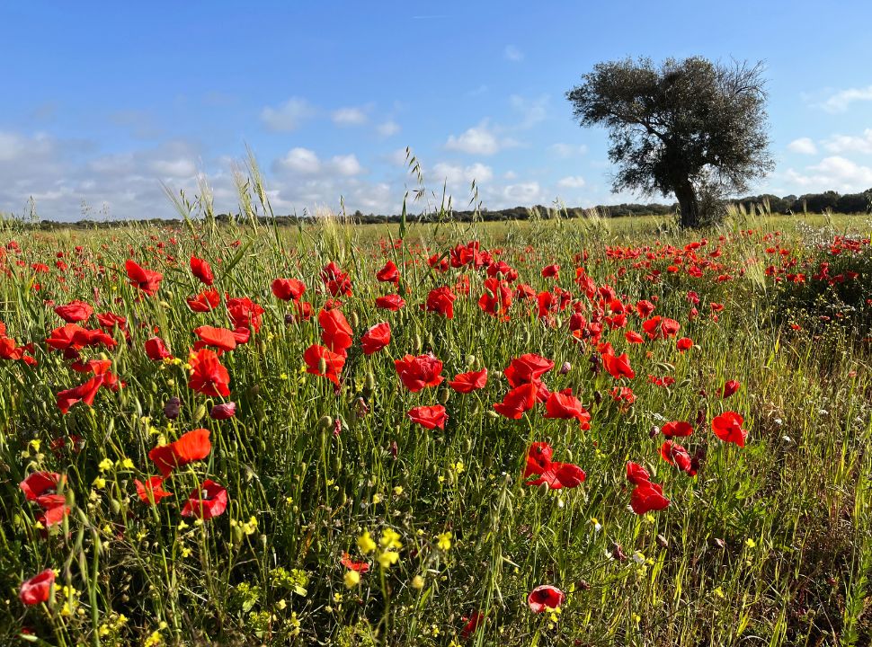 a field of red poppy flowers and a olive tree in the back in puglia