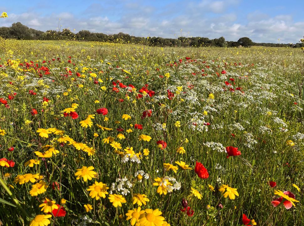 field covered in colourful flowers in puglia countryside