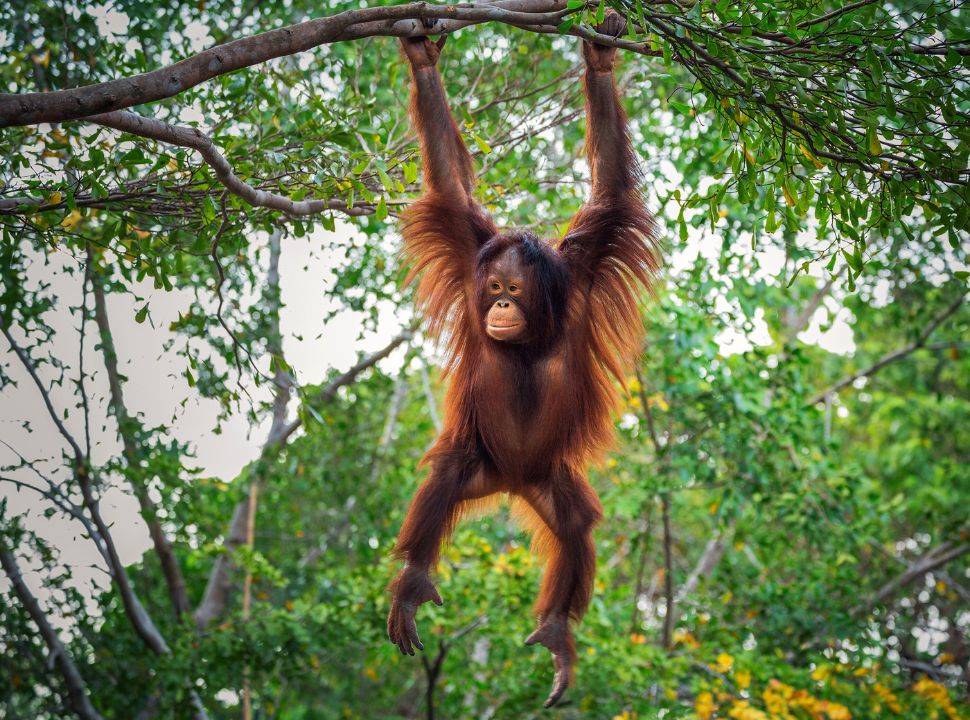 orang utang in malaysian borneo
