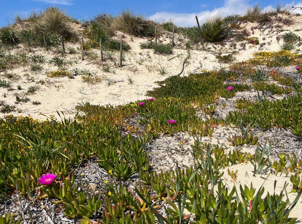 pink flowers at the dunes at a beach in puglia italy