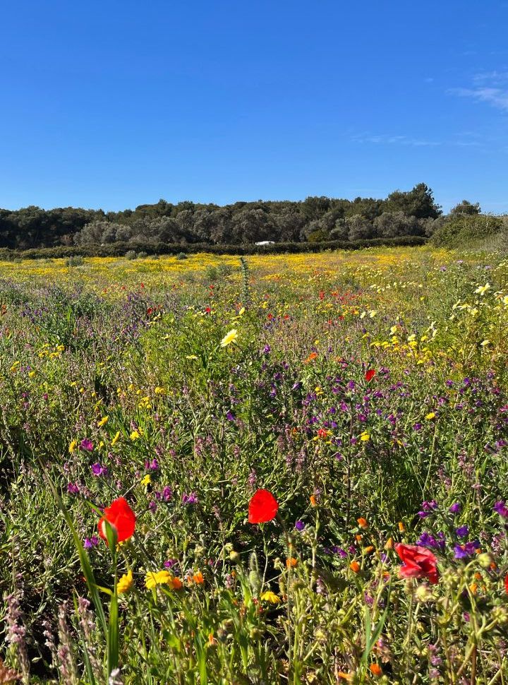 a field covered with all sorts of wild flowers in puglia italy