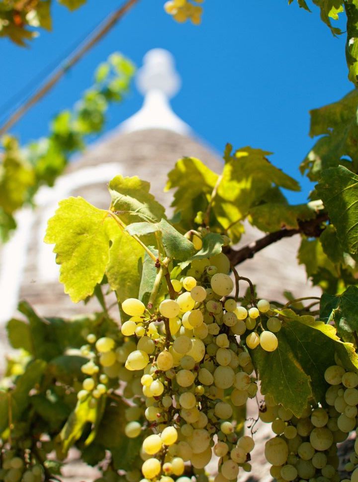 white grapes in a vineyard in the Valle d'Itria Puglia