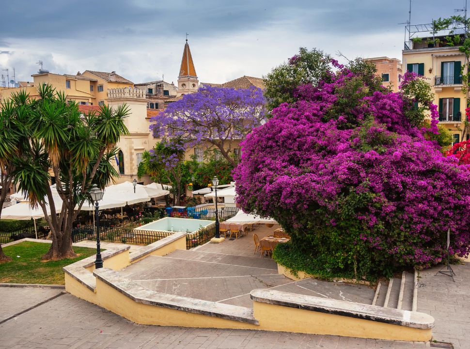 flowered trees at a small square in corfu old town