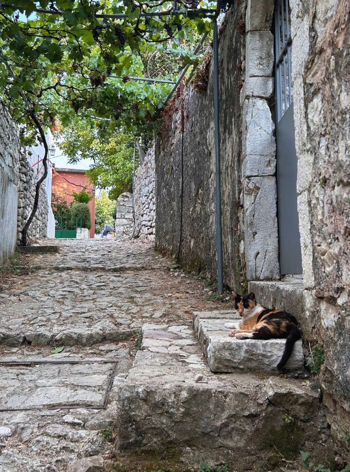 cat relaxing on a doorstep in a narrow cobbled alley in Albania