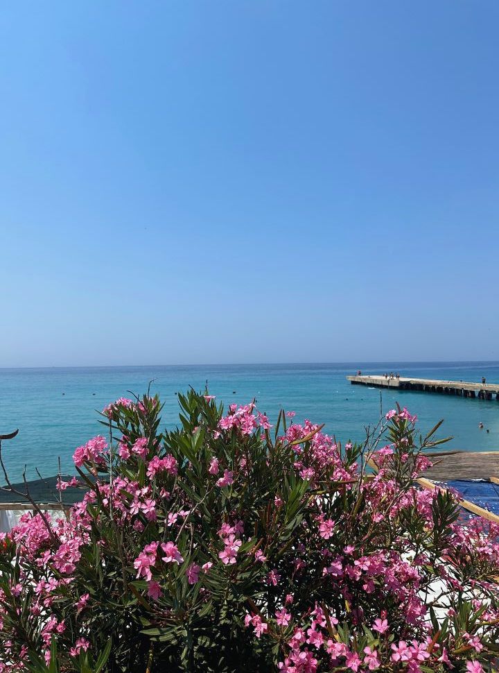 bush with bright pink flowers at with incredible blue ocean in the back at Buneci beach Albania