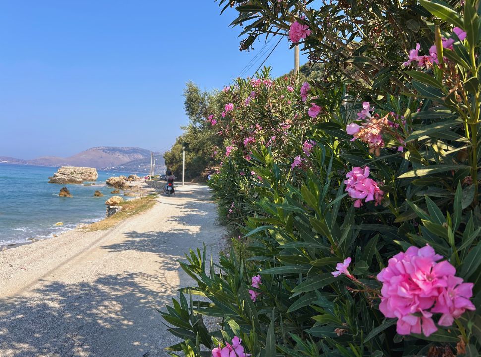 pink flowers along a gravel road set along the ocean at Buneci Beach Albania