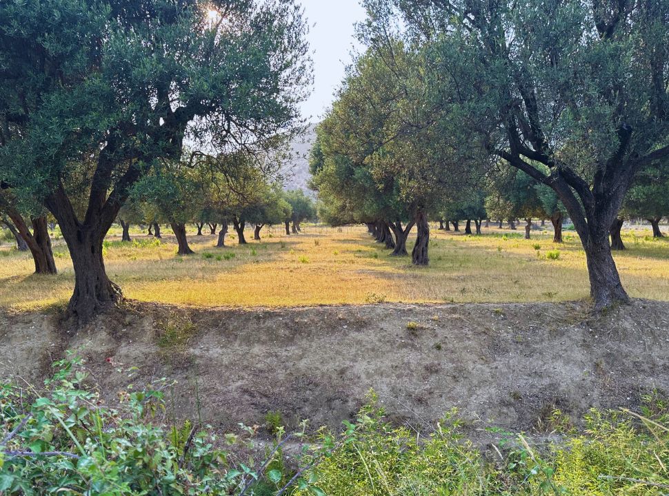 rows of olive trees along the road to the beach at the Albanian Riviera