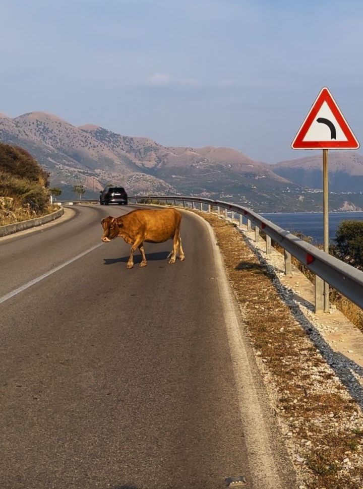 cow crossing the main coastal road along the Albanian Riviera