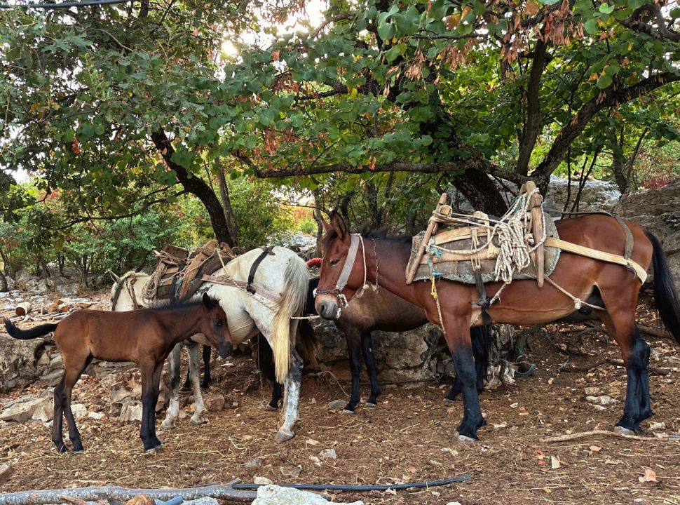 horses standing under a tree in the hills of Gjirokaster Albania