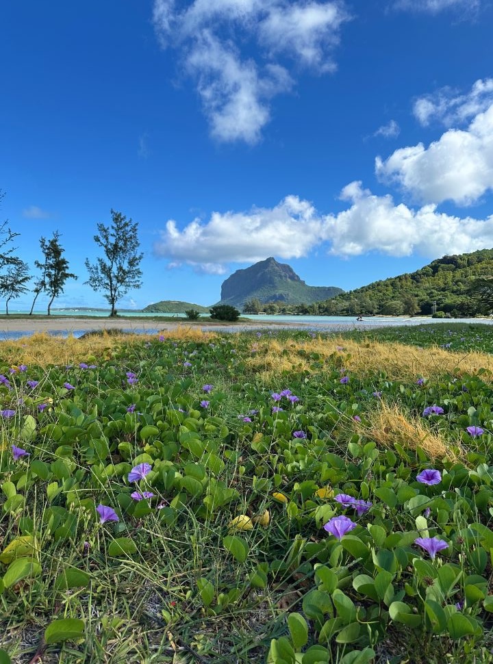 purple flowers and turquoise water at la prairie beach in Mauritius with Le Morne on the horizon