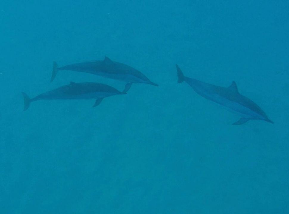 three spinner dolphins swimming together