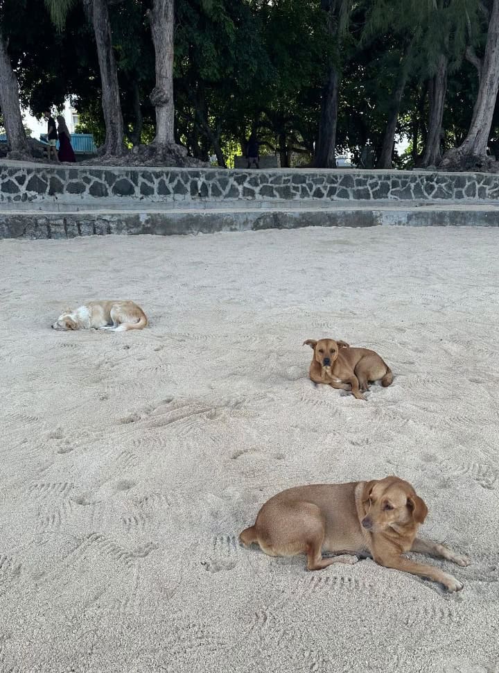 three dogs lying on Pereybere beach Mauritius