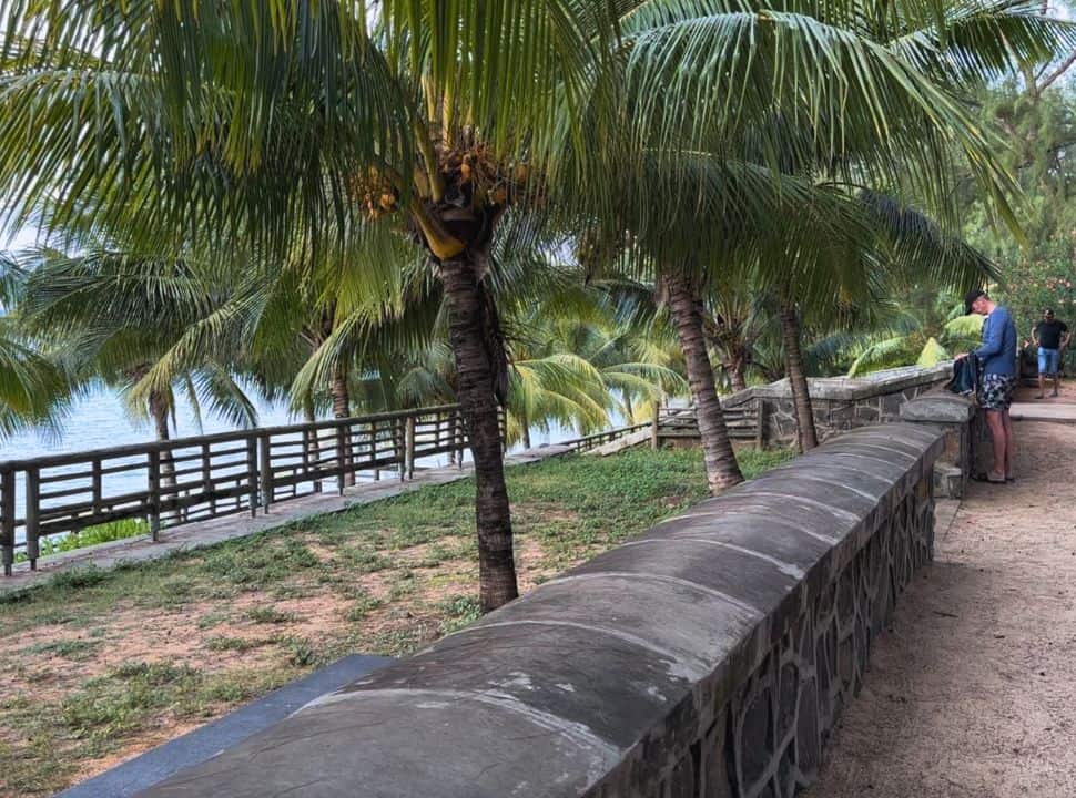 rows of small coconut trees planted along a wall, stairs lead to the beach in Mauritius