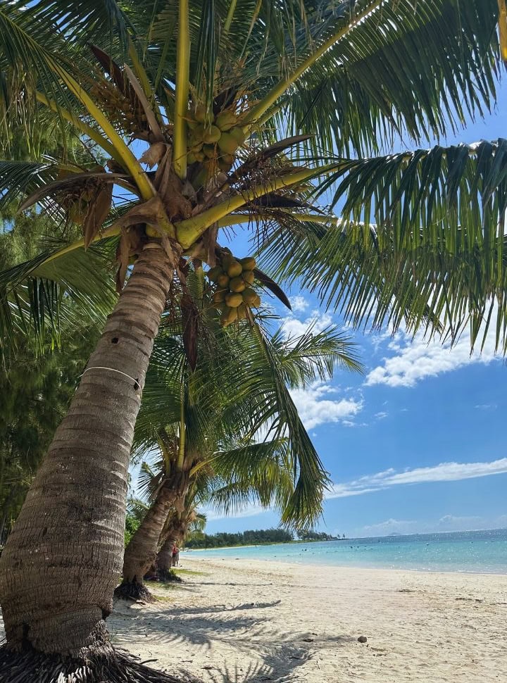 row of palm trees at a white sanded beach with blue ocean water in Mauritius