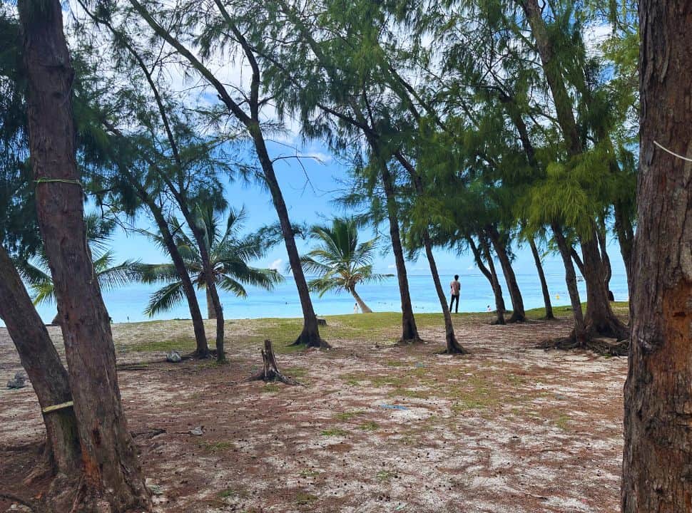 trees just in front of the beach, the beach is visible with palm trees and blue water in Mauritius