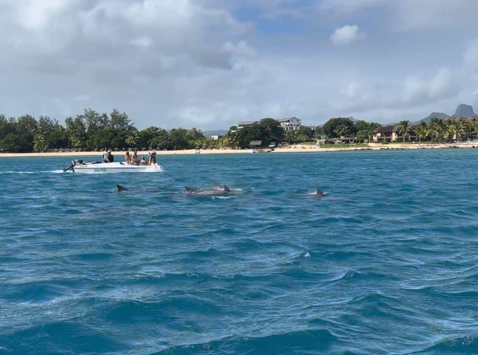 dolphin swimming in a pod fins visible above the water, a boat is nearby and a beach is set in the back in Mauritius