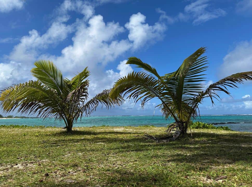 two small palm tress set on the grass with in the back the emerald blue ocean that Mauritius is known for.