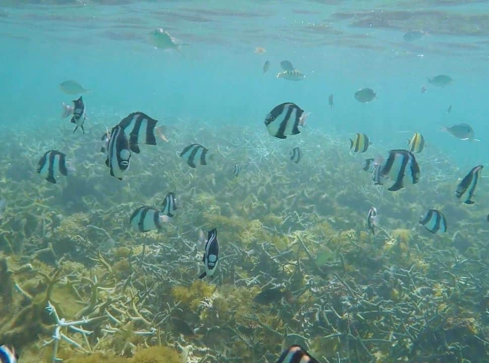 colorful fish swimming above the coral in the clear water in Mauritius