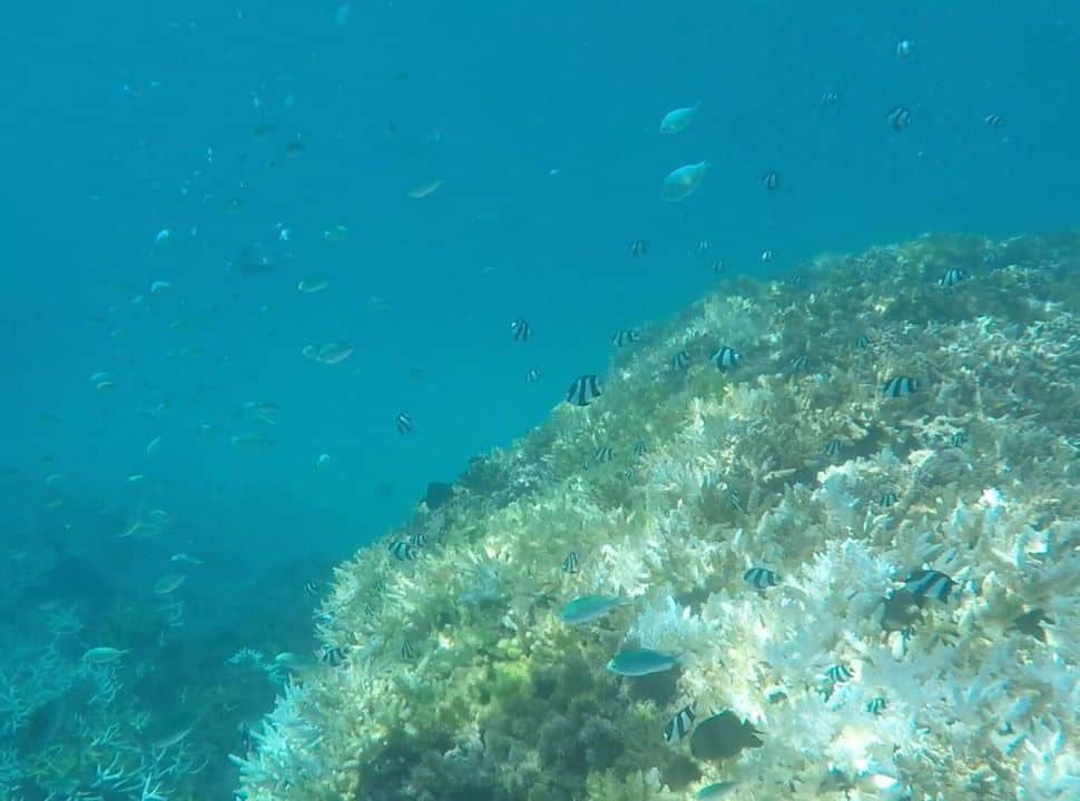 underwater picture of coral and large number of small fish at Blue Bay Marine Park