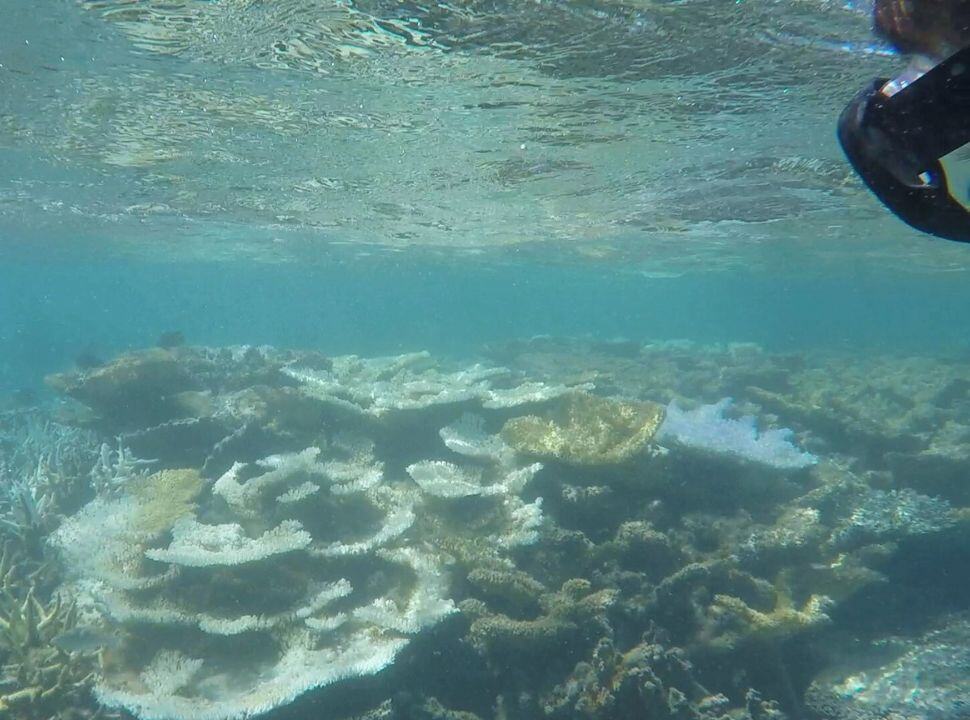 someone snorkeling and looking at beautiful terraced coral in crystal clear water in Mauritius
