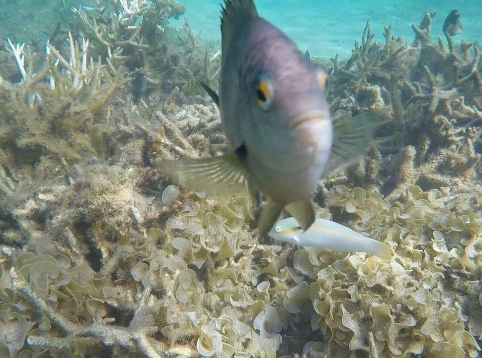 a fish looking straight into the camera with coral in the back at one of the beaches in mauritius