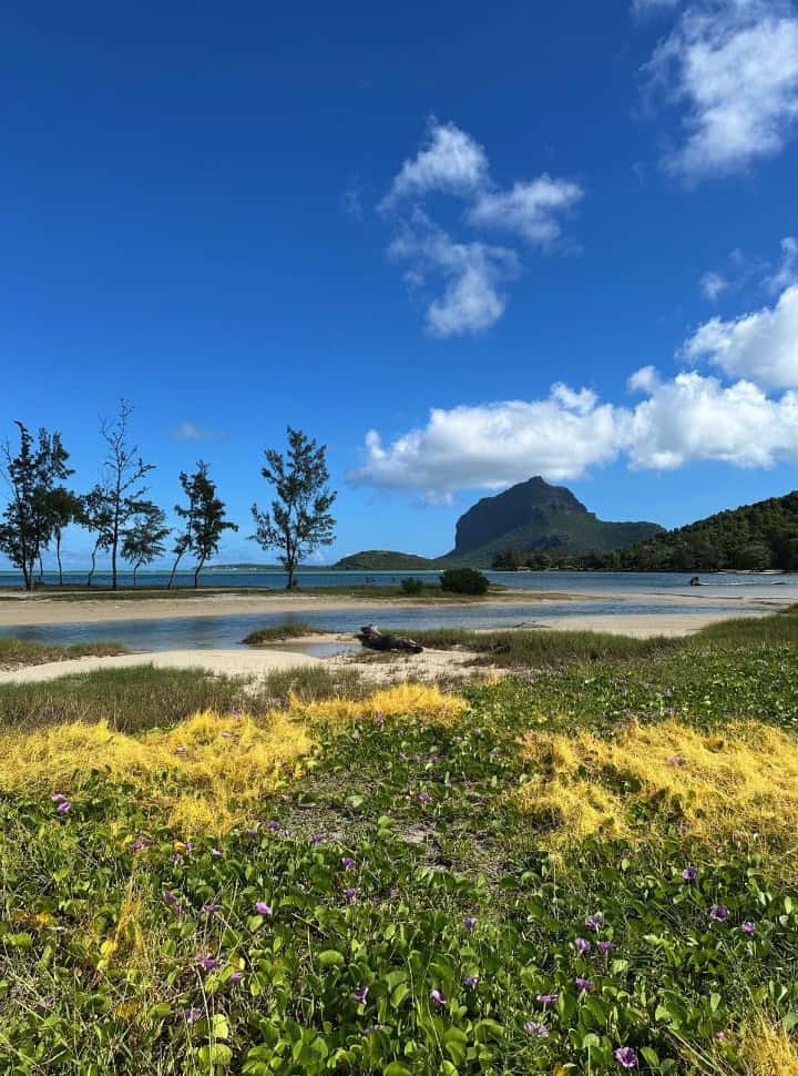 view of a beach set along grass, with trees and a mountain in the back in Mauritius