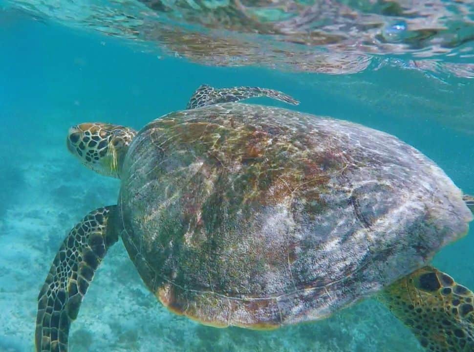 sea turtle up close swimming in the clear water of Mauritius