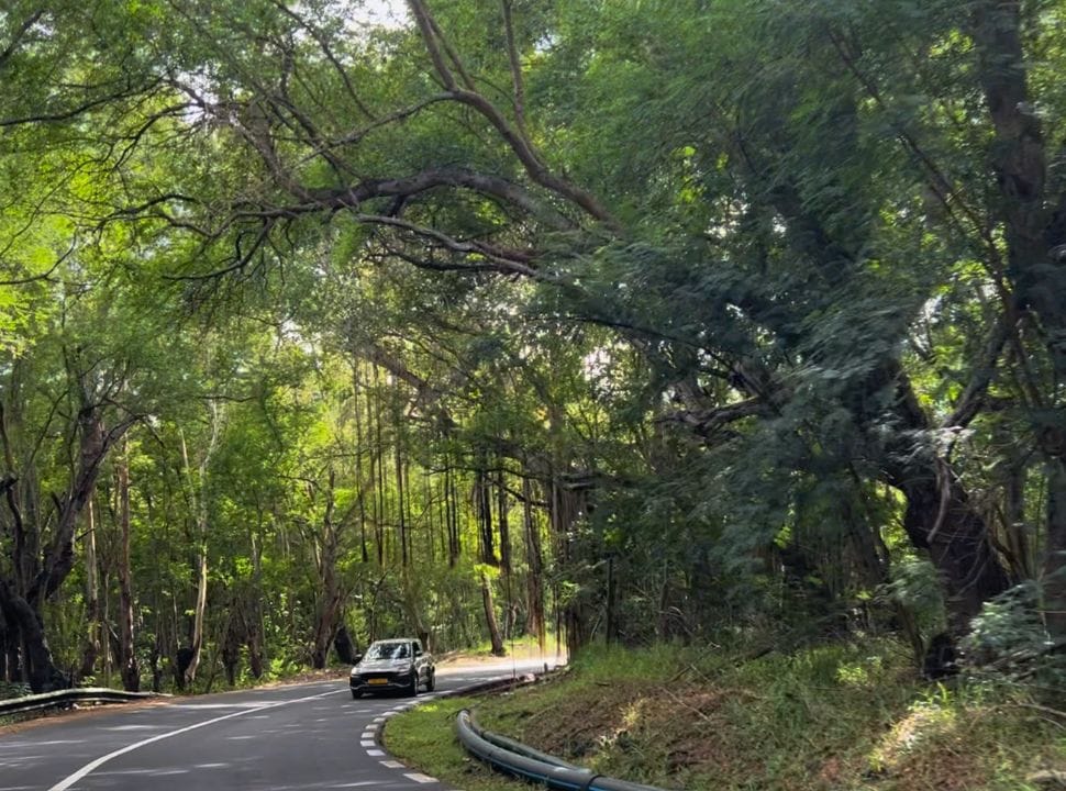 lush old trees hanging over the main road giving a tropical feeling nearby Le Morne Brabant Mauritius