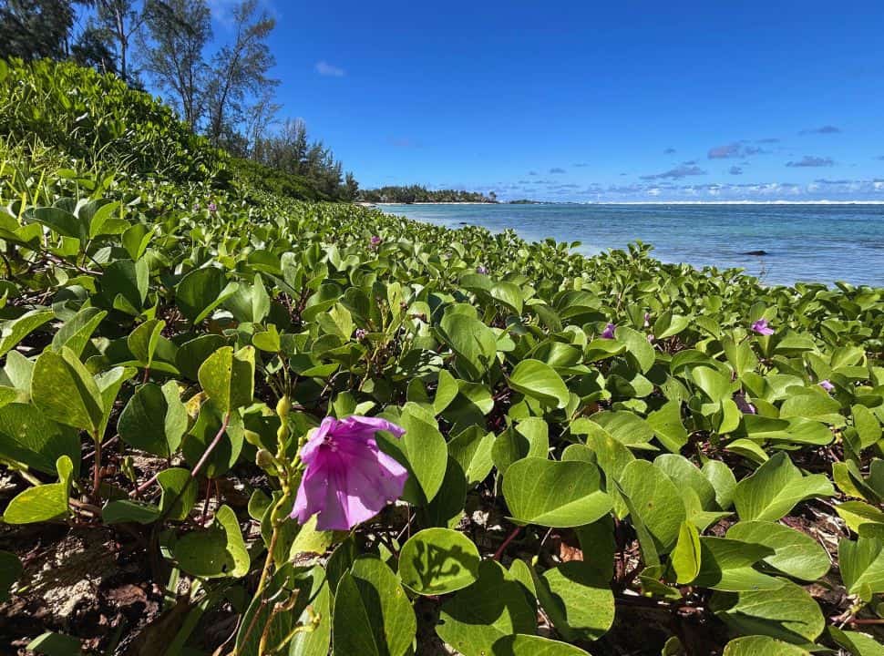 Best Places To Stay In Mauritius – Our Top Picks