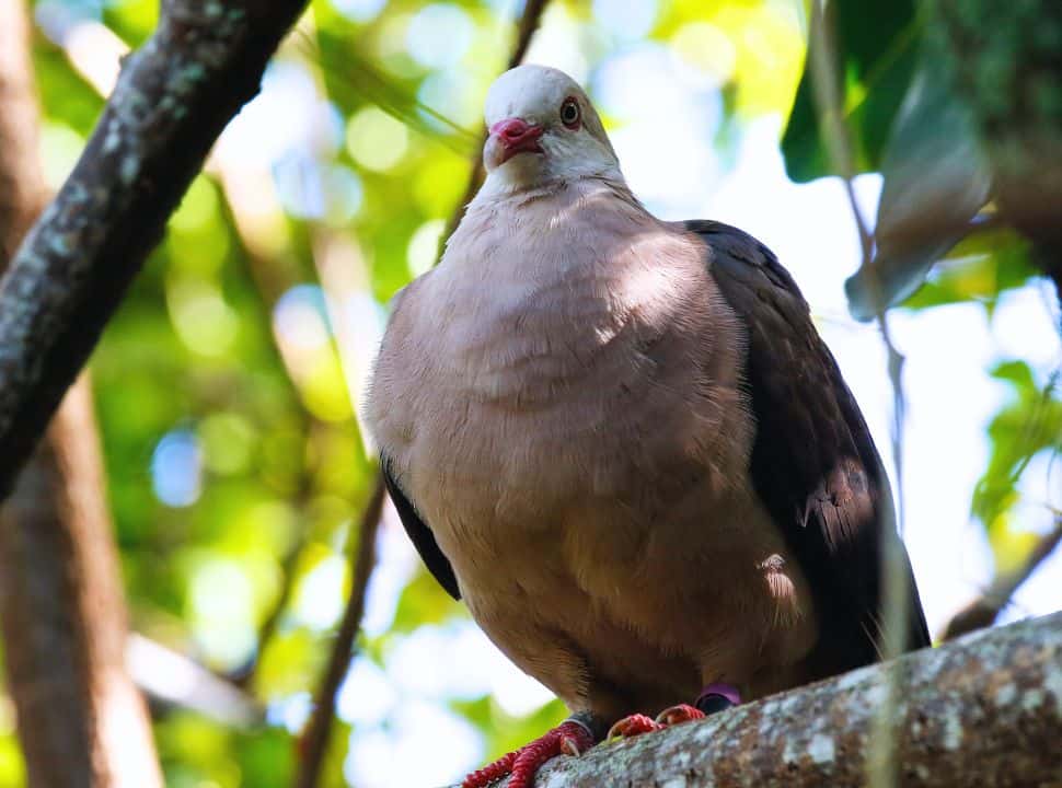 close up of a the Mauritian pink dove, you can see a pink shade on its chest