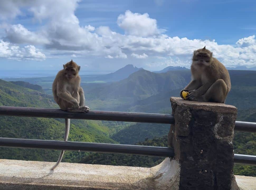 two macaque monkeys sitting on the railing of a viewpoint overlooking a valley of mountains and vegetation in Mauritius