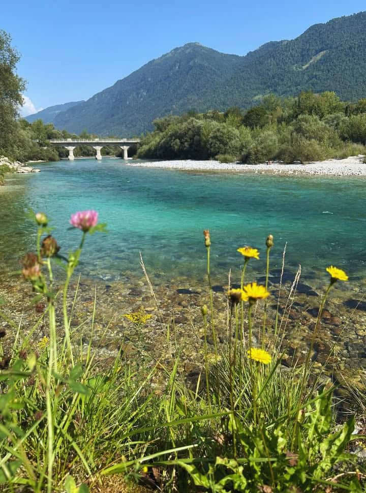 views of a emerald blue and green river with flowers along the river bedding, white pebbles and green vegetation. In the distance there is a brdige and mountains in Soča Valley Slovenia