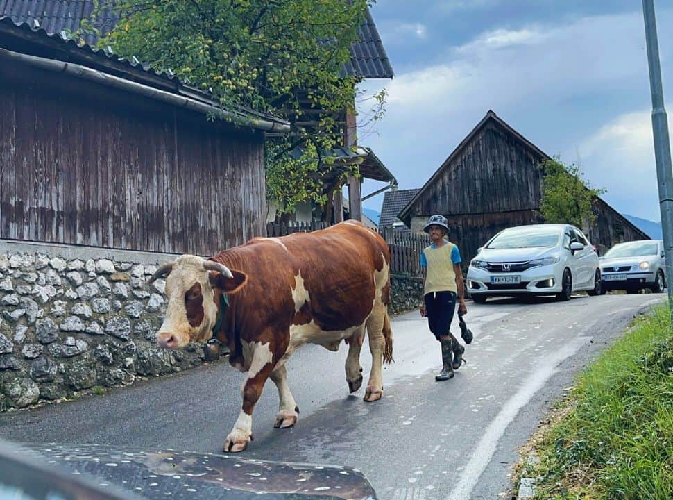 cow and owner walking along a small main street while cars are waiting for them to pass in a small village in near lake Bohinj in Slovenia