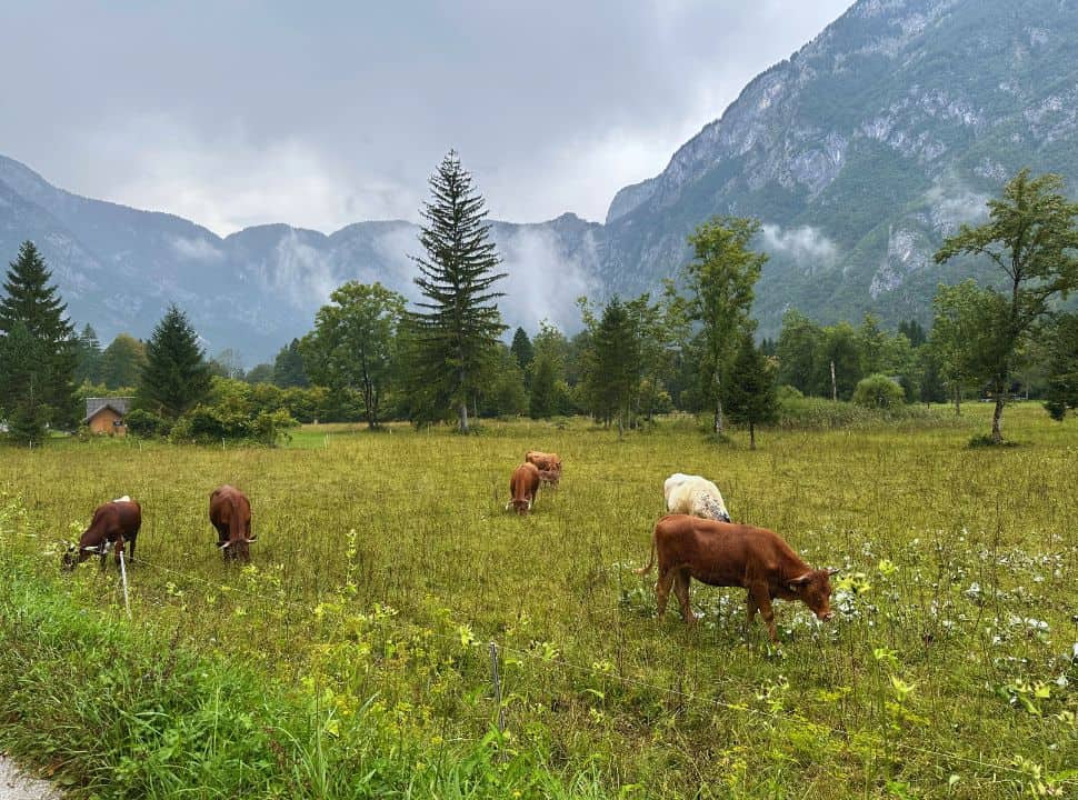 herd of cows grazing in a green field, with clouds hanging over the mountain range nearby Lake Bohinj Slovenia