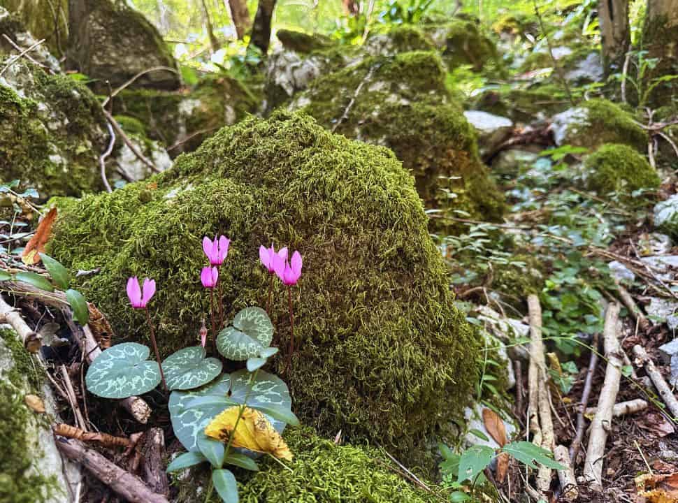 pink flowers growing near mossy rocks set along a hiking trail in Slovenia